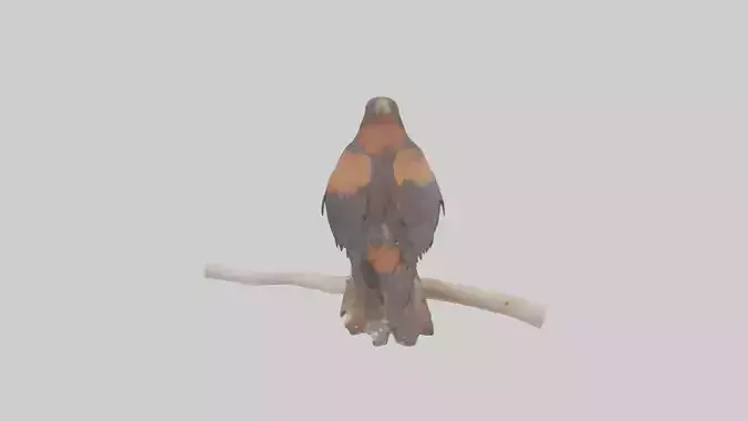 Harris Hawk perched model