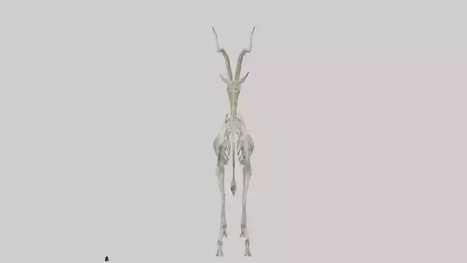 Hartebeest Skeleton model