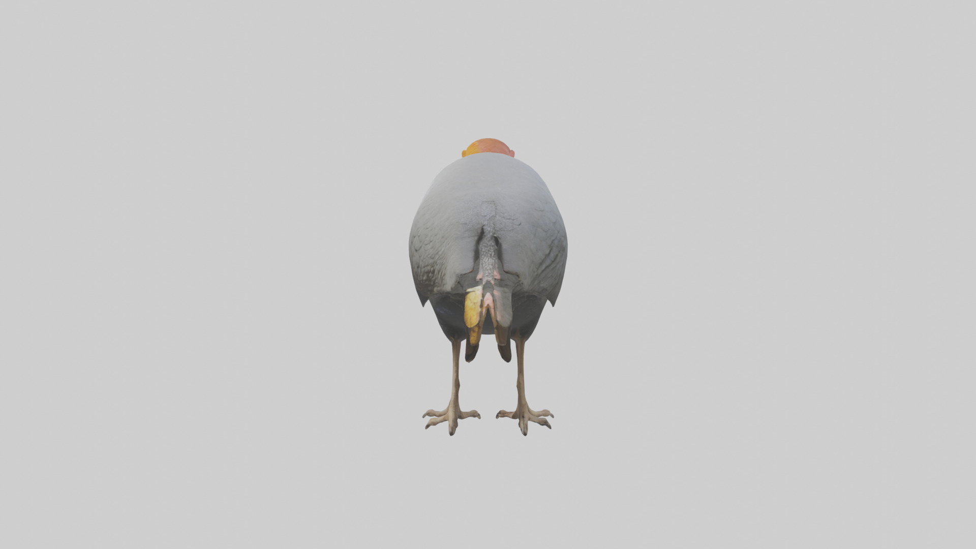 Helmeted Guinea Fowl scratching model Low-poly 3D model_12