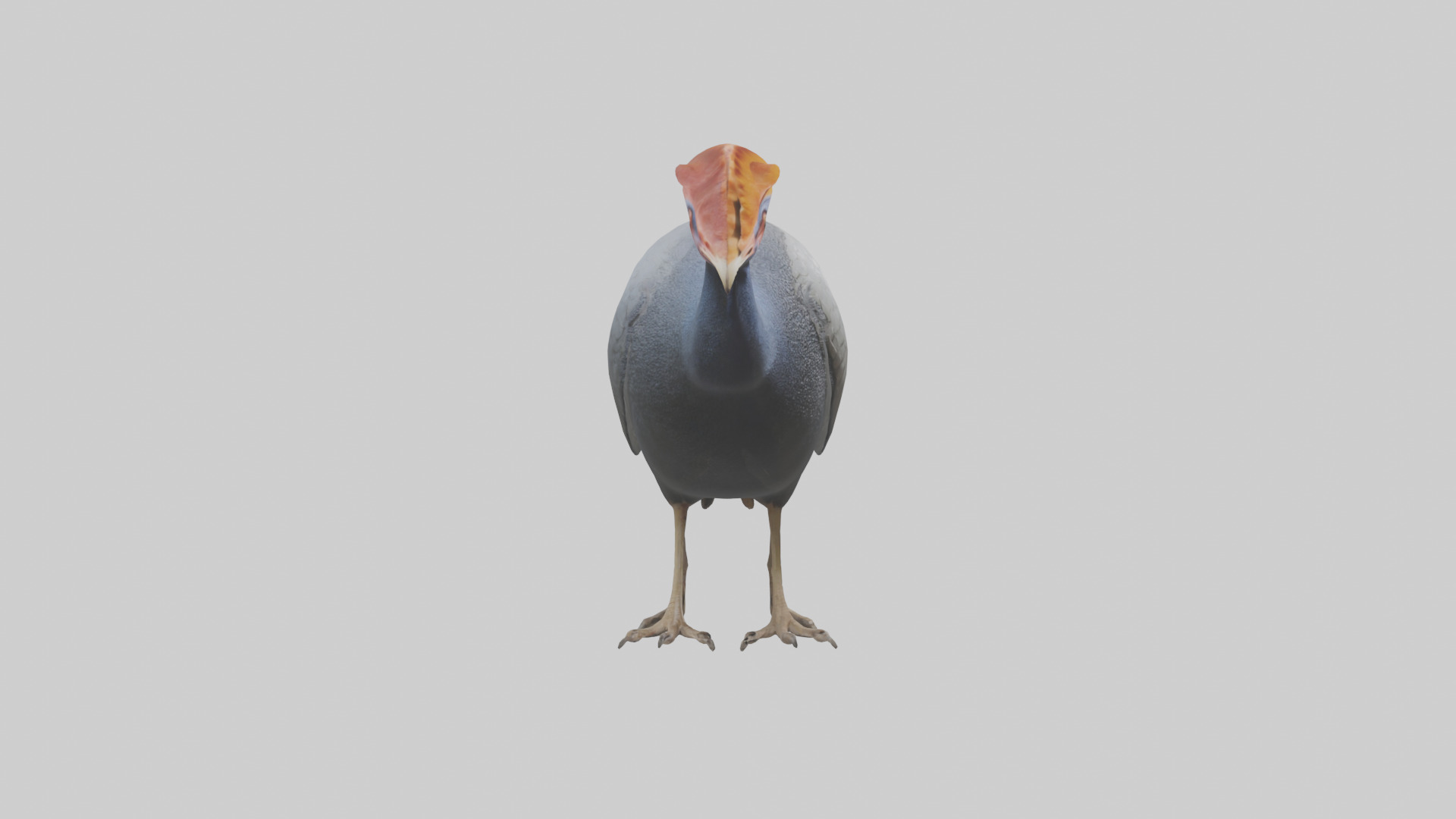 Helmeted Guinea Fowl scratching model Low-poly 3D model_13