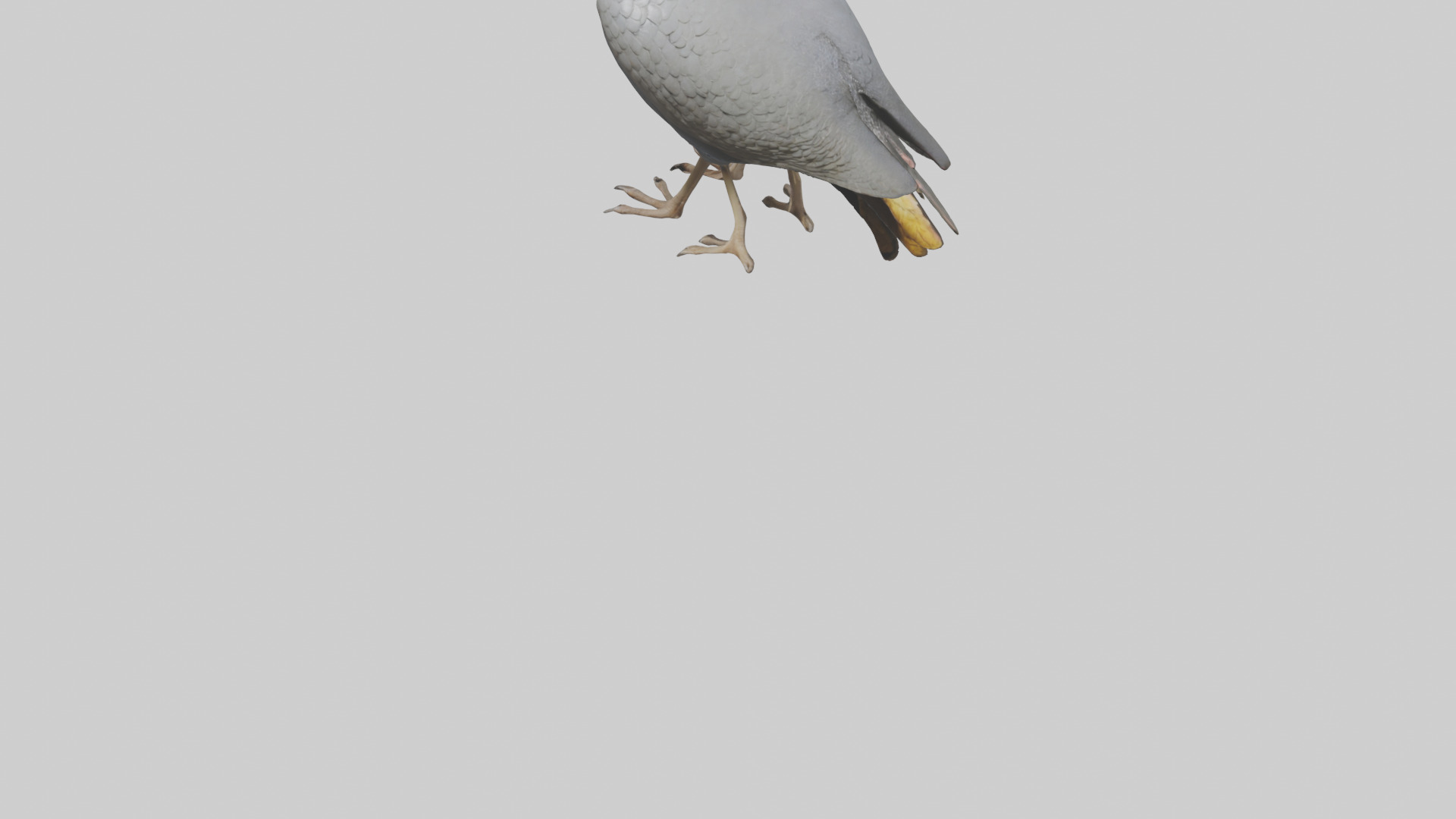 Helmeted Guinea Fowl scratching model Low-poly 3D model_5