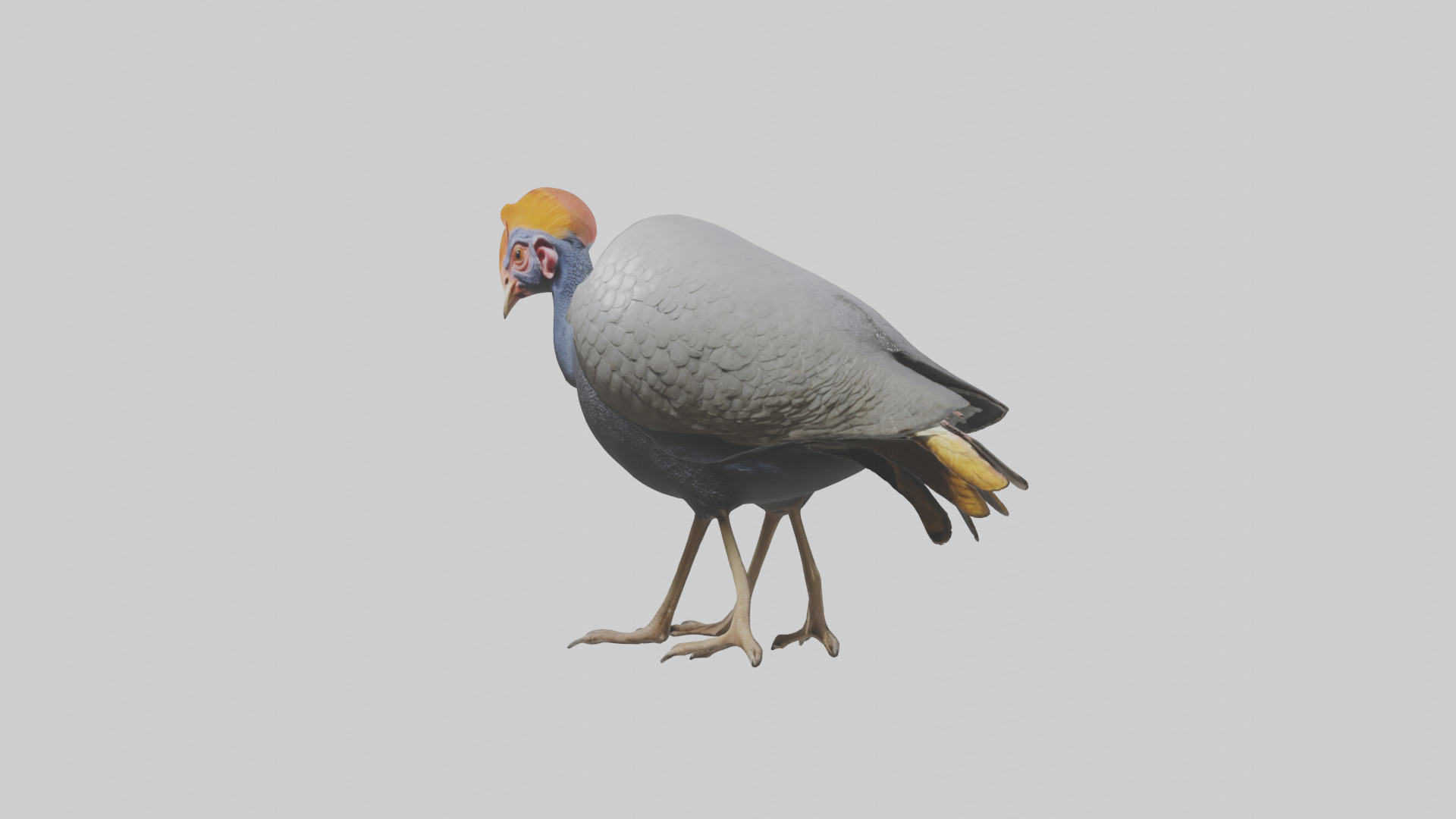 Helmeted Guinea Fowl scratching model Low-poly 3D model_8
