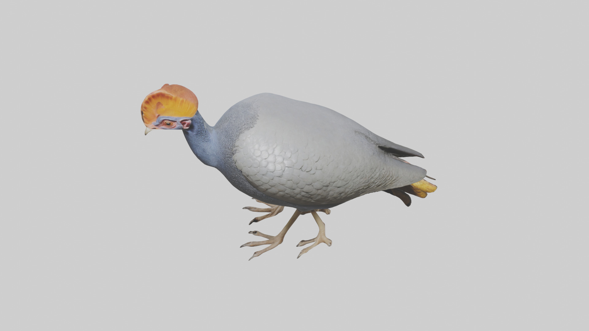 Helmeted Guinea Fowl scratching model Low-poly 3D model_16