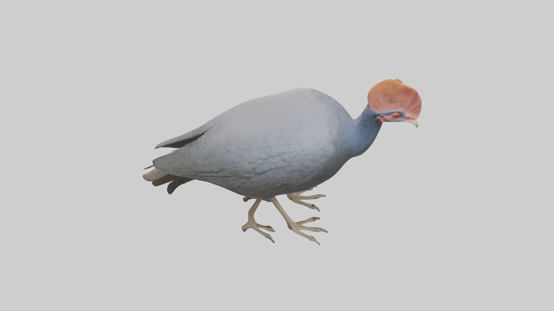 Helmeted Guinea Fowl scratching model Low-poly 3D model_15