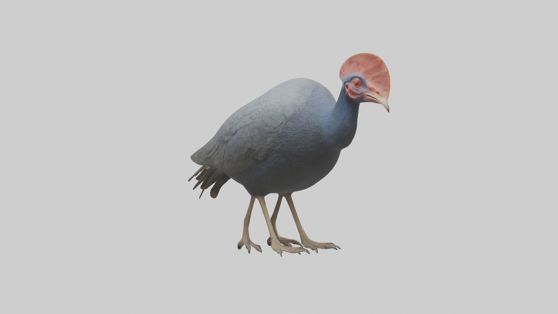 Helmeted Guinea Fowl scratching model Low-poly 3D model_2
