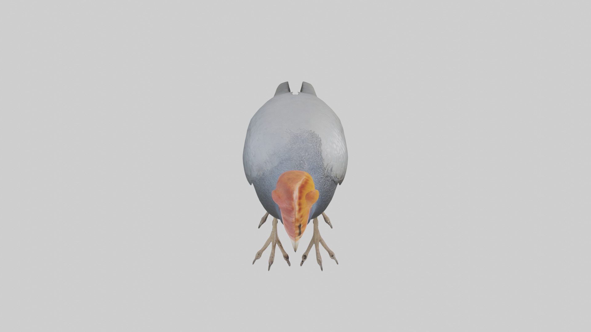 Helmeted Guinea Fowl scratching model Low-poly 3D model_18