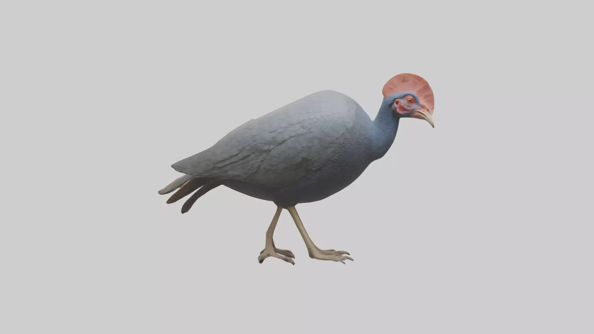 Helmeted Guinea Fowl scratching model Low-poly 3D model_0