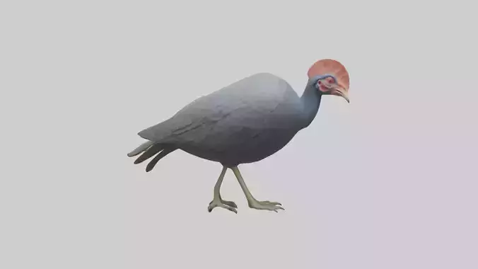 Helmeted Guinea Fowl scratching model