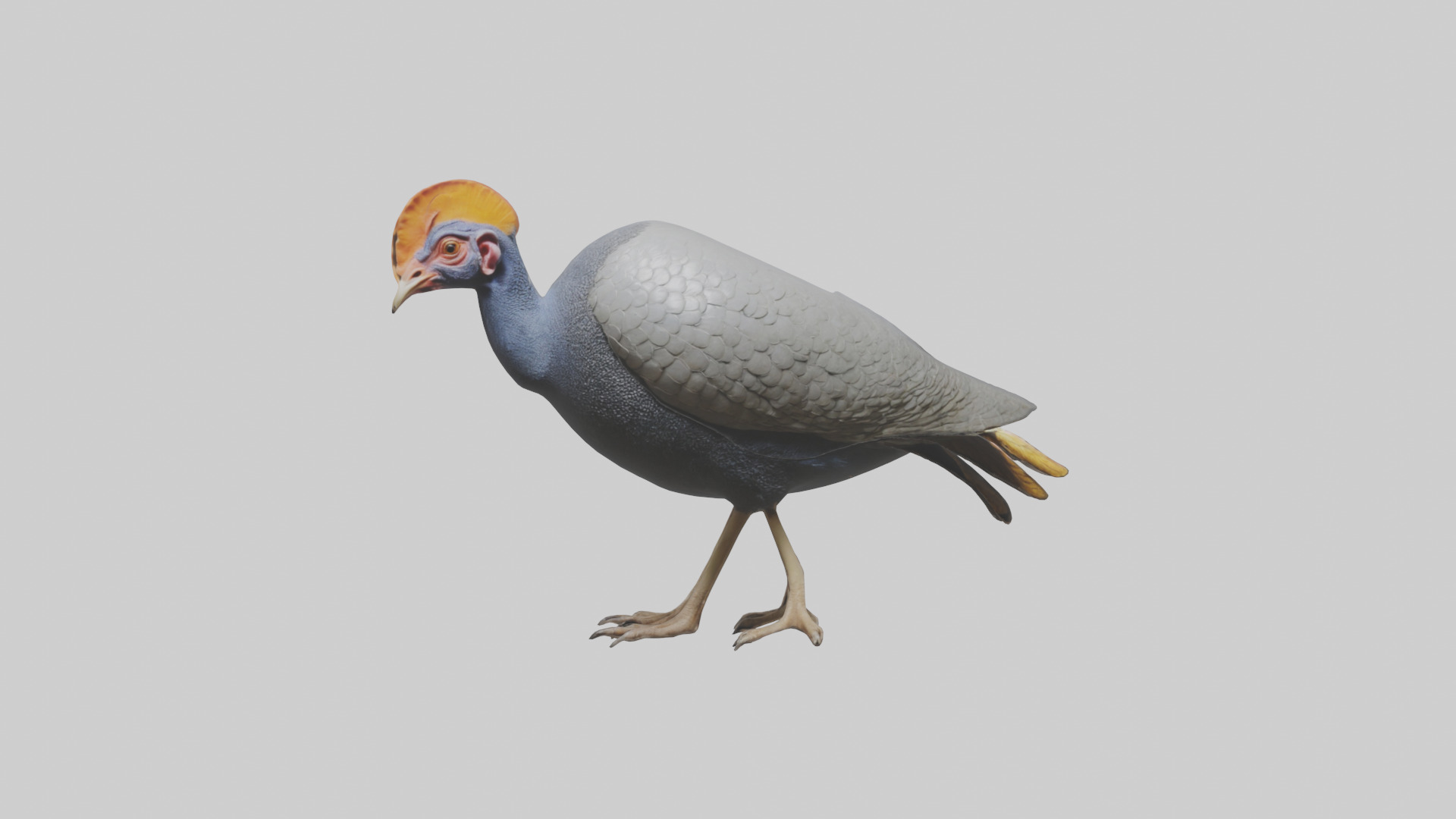 Helmeted Guinea Fowl scratching model Low-poly 3D model_9