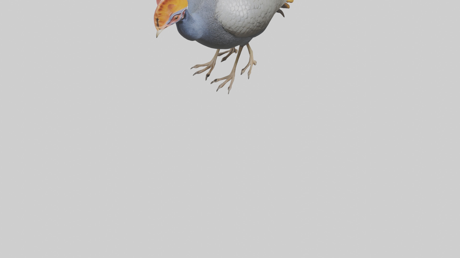 Helmeted Guinea Fowl scratching model Low-poly 3D model_6