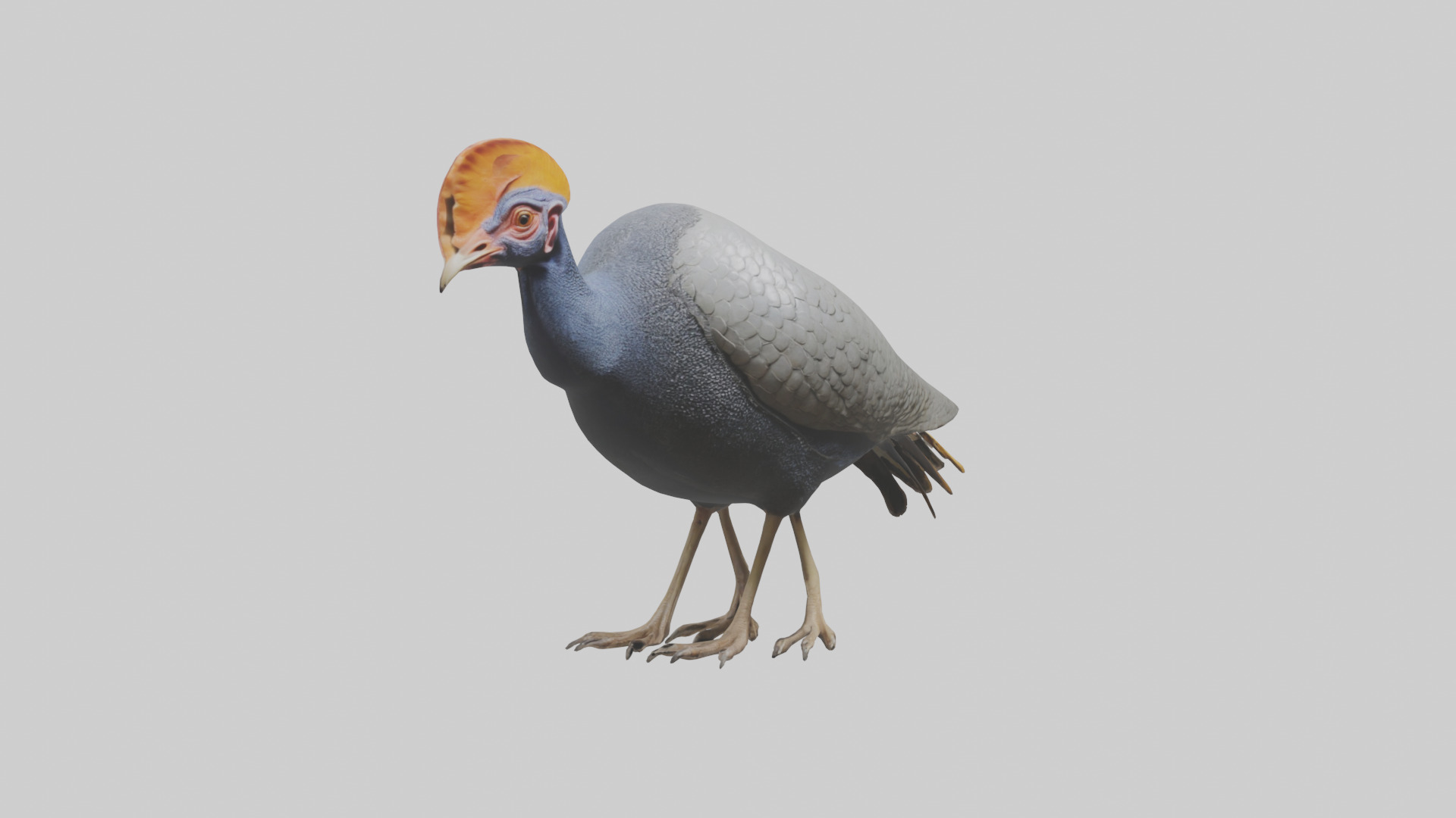Helmeted Guinea Fowl scratching model Low-poly 3D model_11