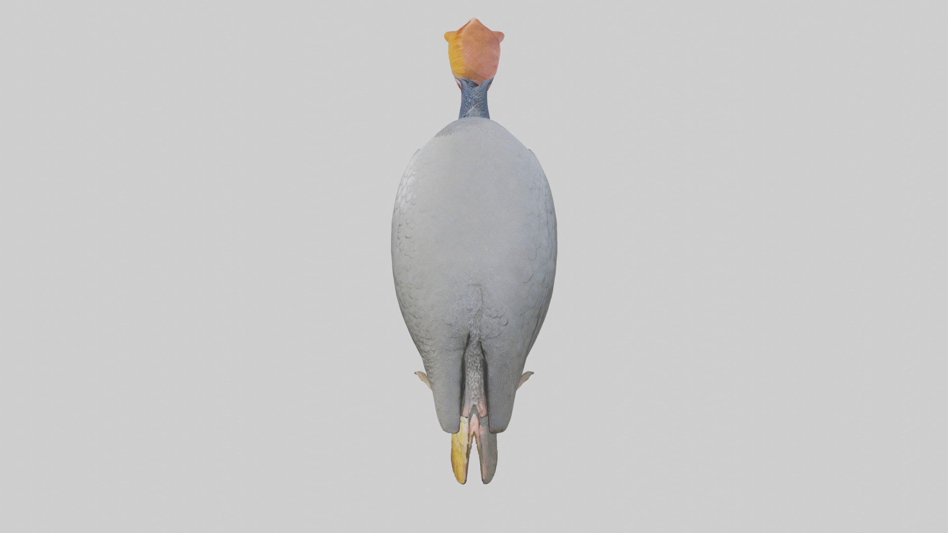 Helmeted Guinea Fowl scratching model Low-poly 3D model_17