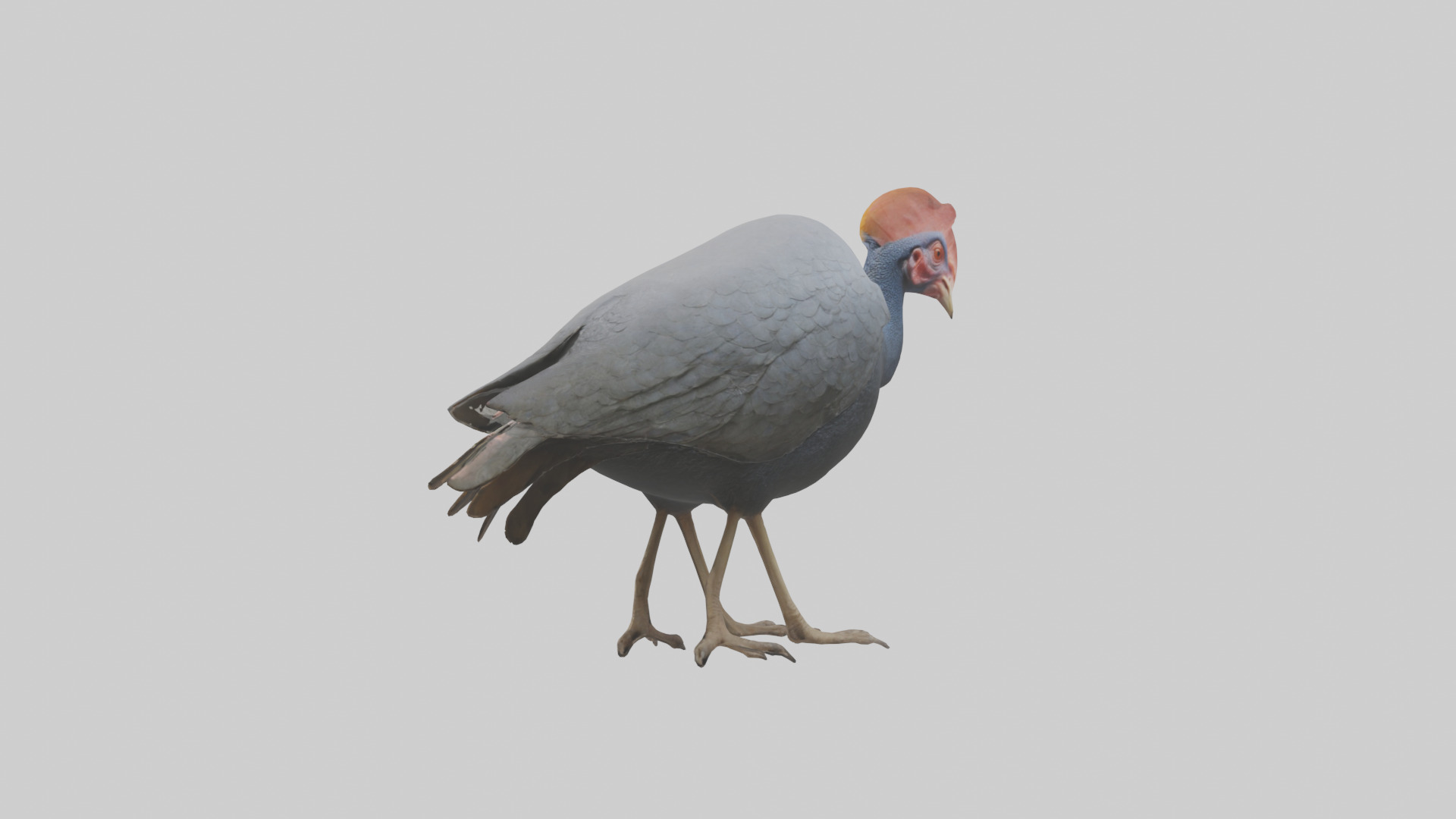 Helmeted Guinea Fowl scratching model Low-poly 3D model_1