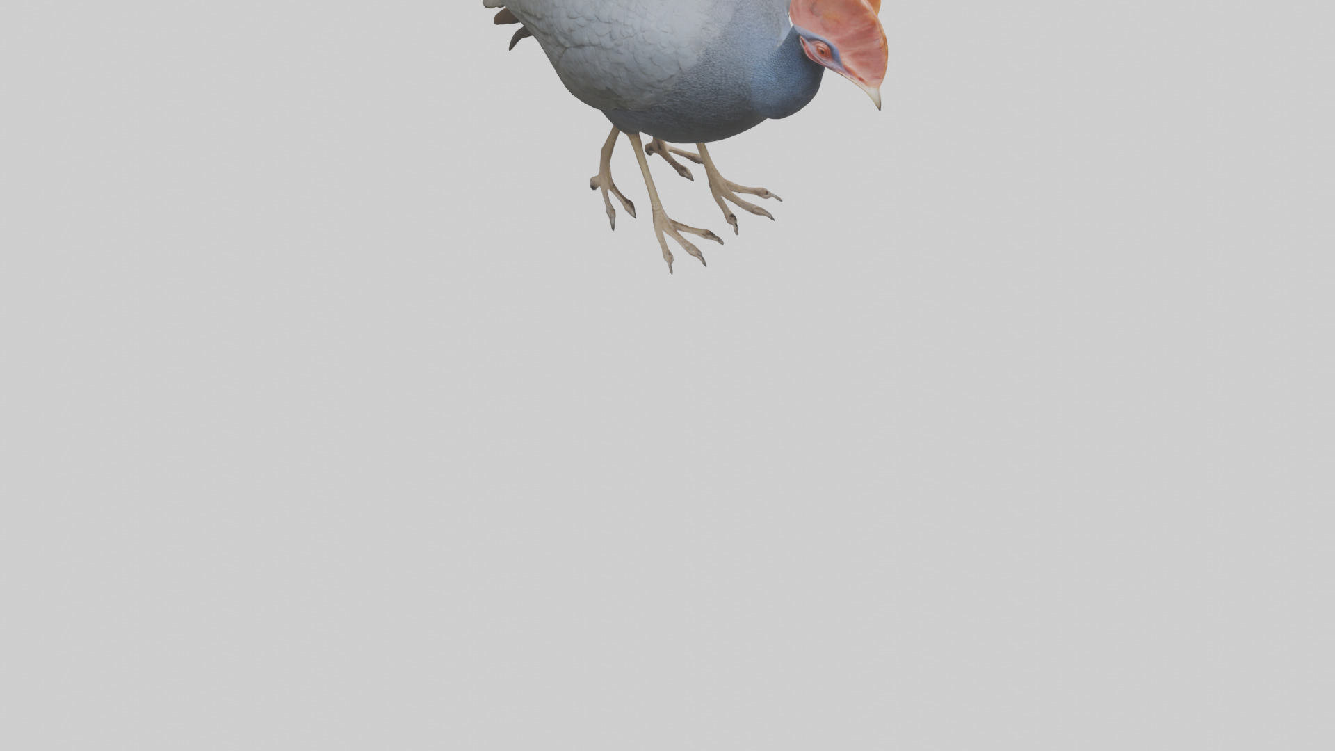 Helmeted Guinea Fowl scratching model Low-poly 3D model_4