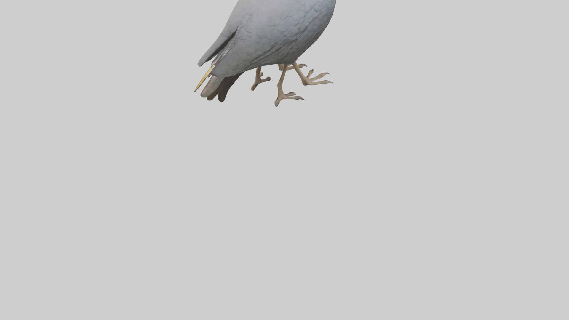 Helmeted Guinea Fowl scratching model Low-poly 3D model_3