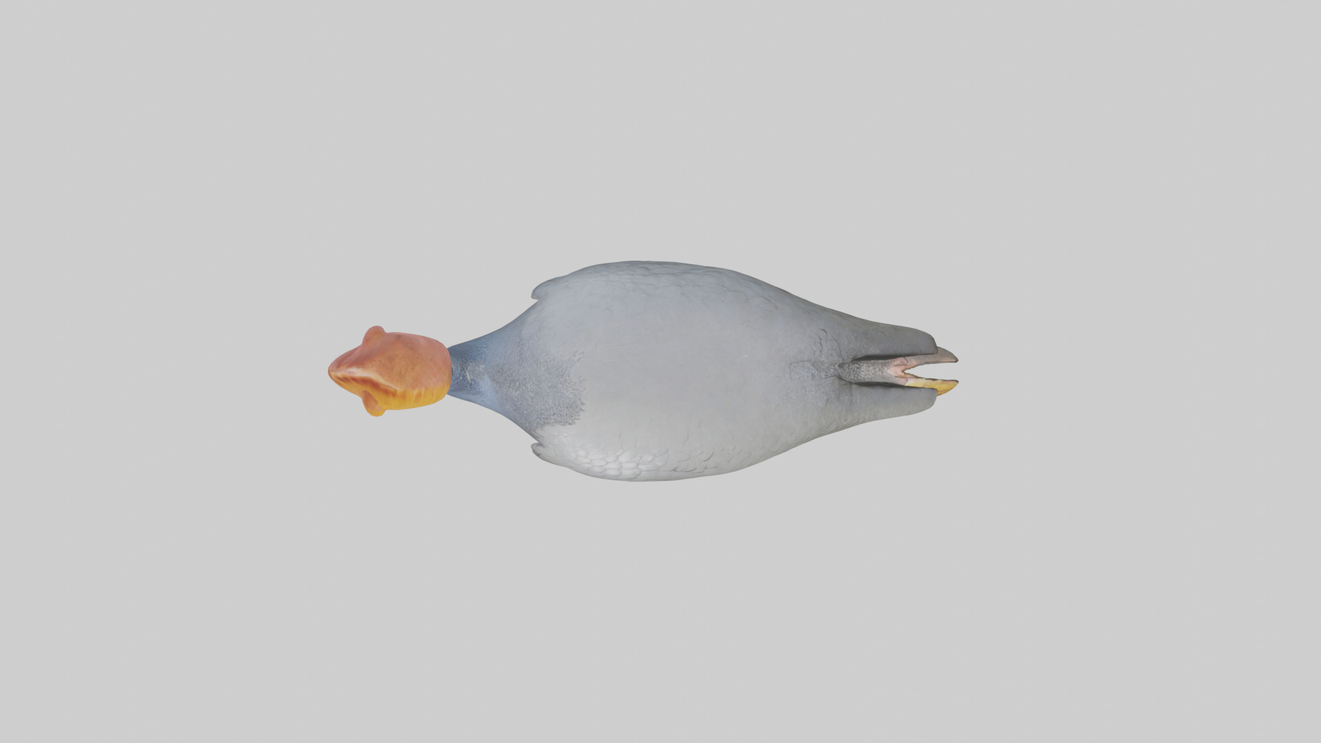 Helmeted Guinea Fowl scratching model Low-poly 3D model_14