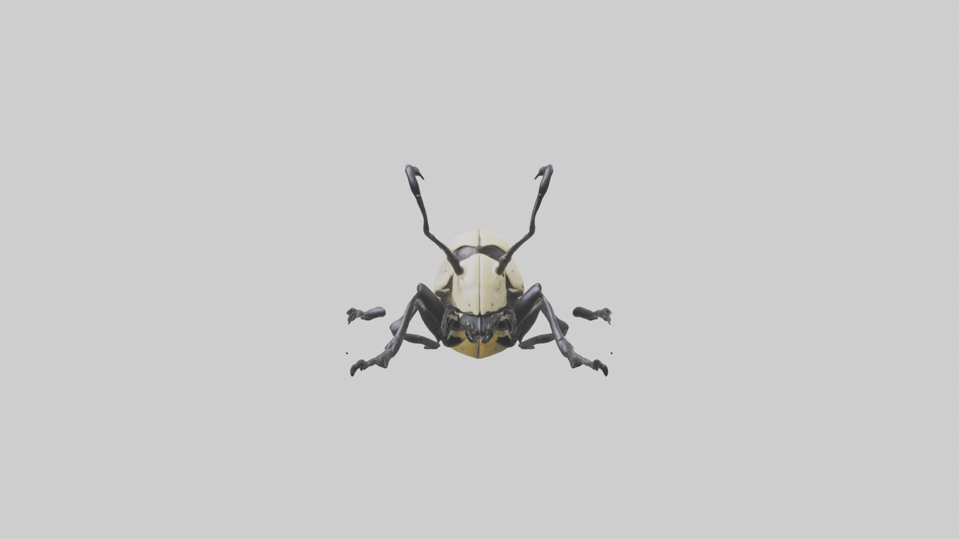 Hercules Beetle climbing tree model Low-poly 3D model_9
