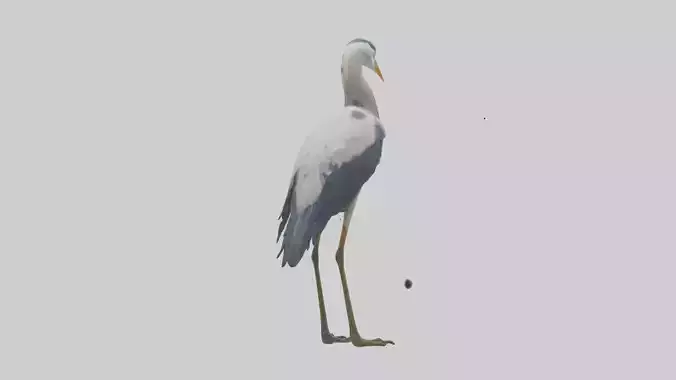 Heron standing model Low-poly 3D model