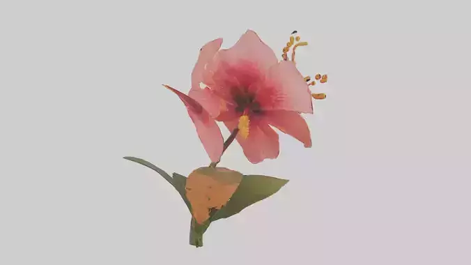 Hibiscus model