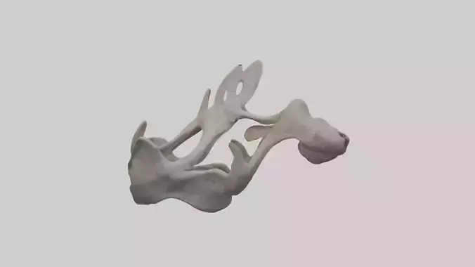 Hippo Pelvis