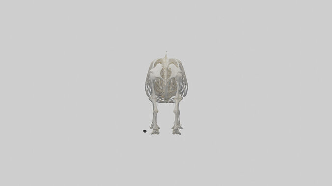 Hippo Skeleton model Low-poly 3D model