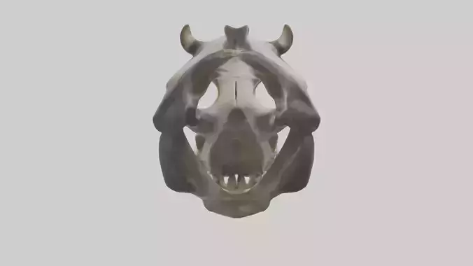 Hippo Skull