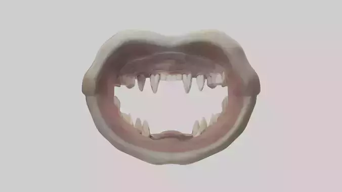 Hippopotamus Teeth Model Low-poly 3D model