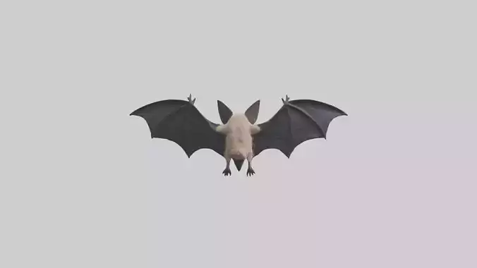 Hoary Bat flying model