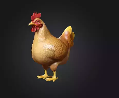 3D Realistic Chicken  free chicken free animal