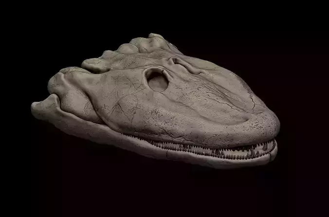 Tiktaalik Skull 3D print model