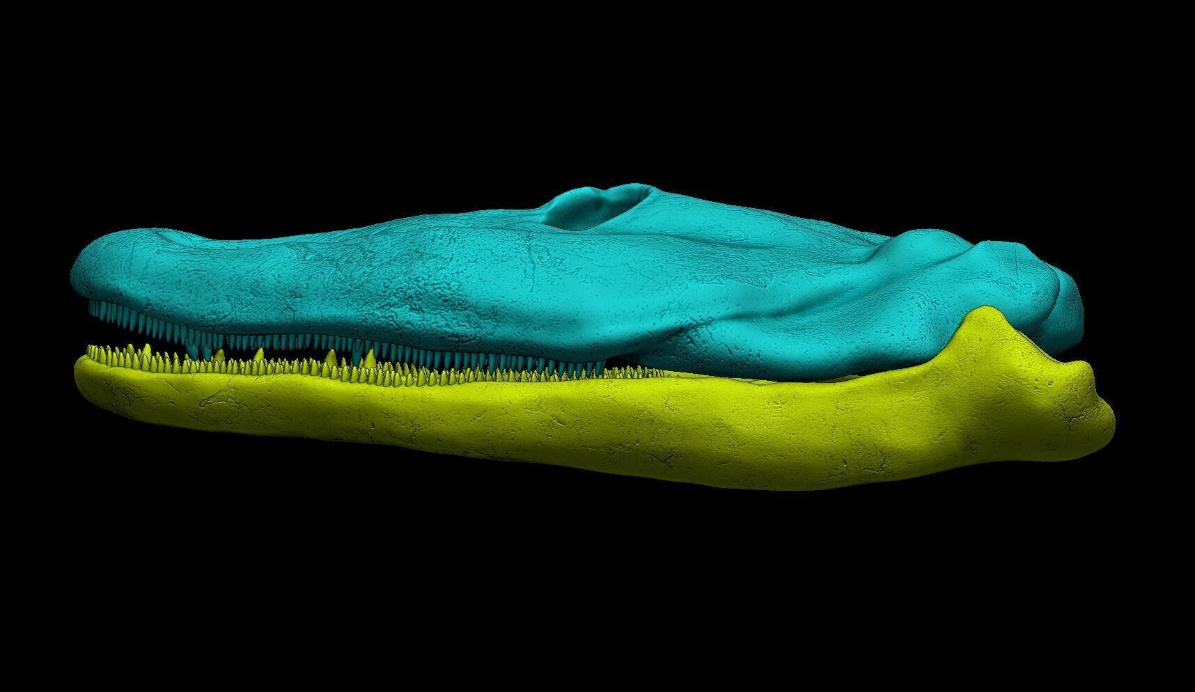 Tiktaalik Skull 3D print model_6