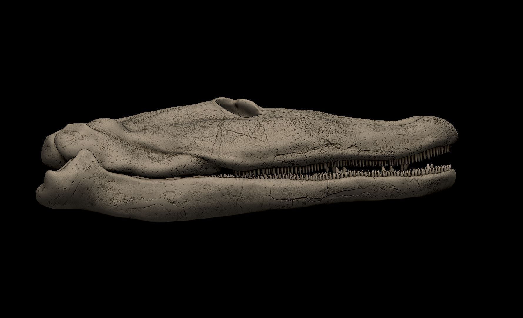 Tiktaalik Skull 3D print model_2