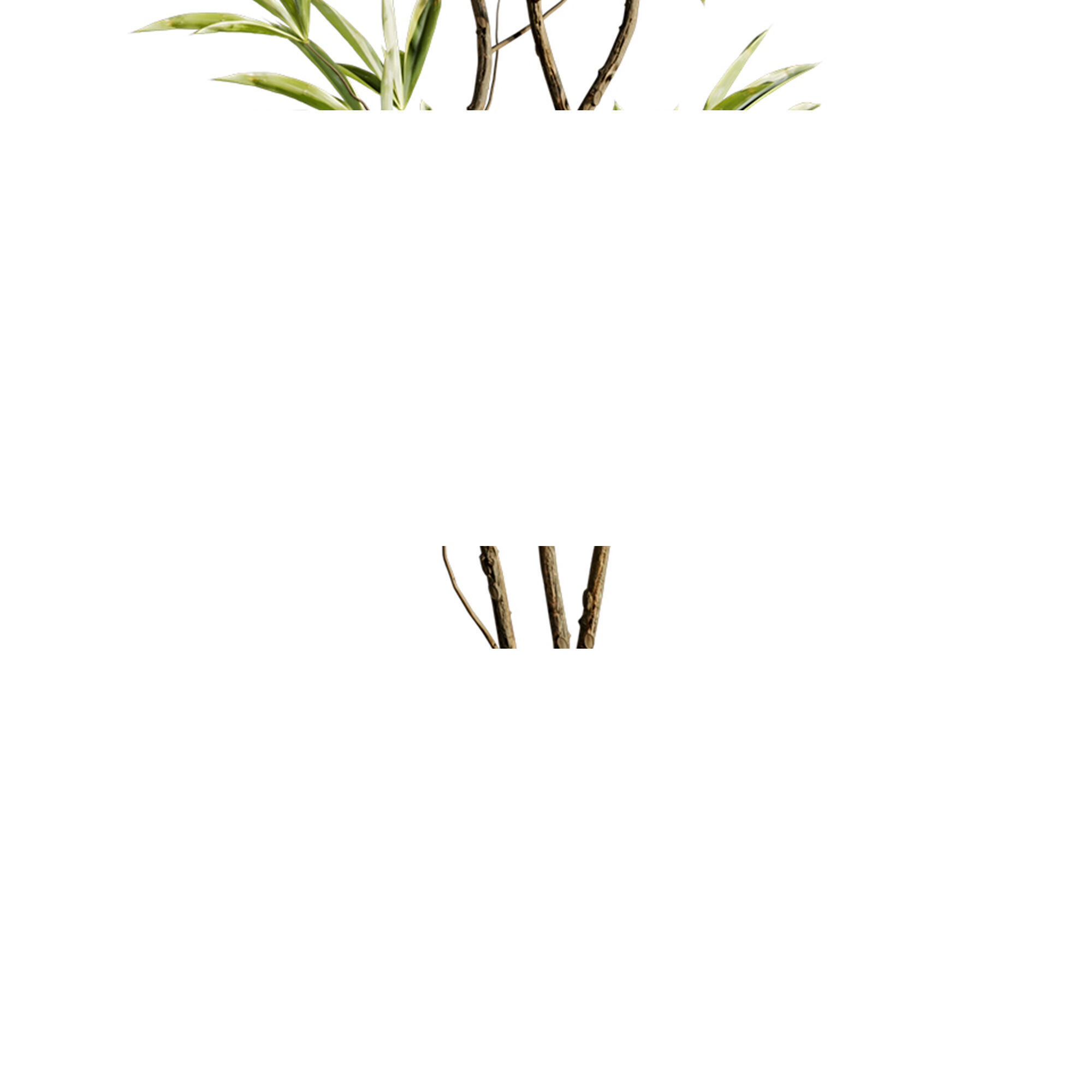 Plants Set 3D model_4