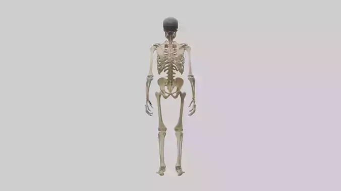 Homo Erectus Skeleton model