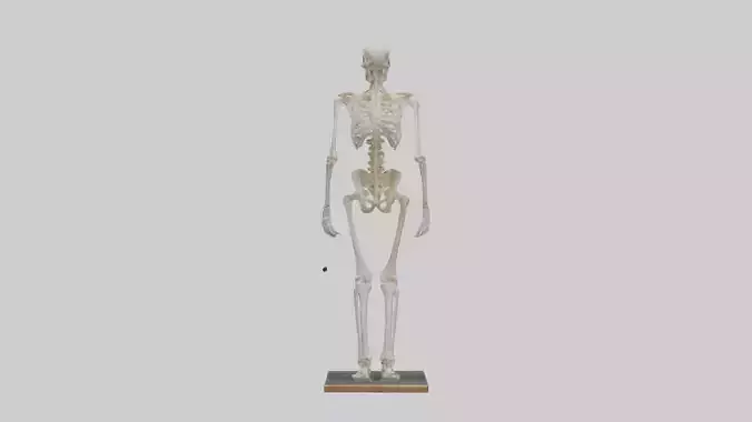 Homo Sapiens Skeleton model