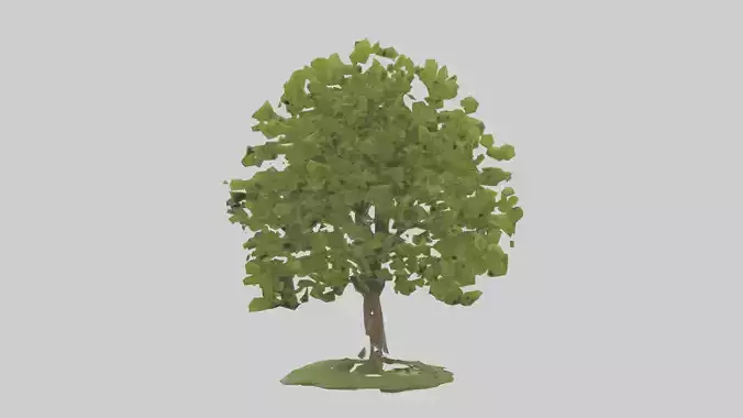 Hornbeam tree model