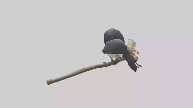 Hornbill bird feeding model