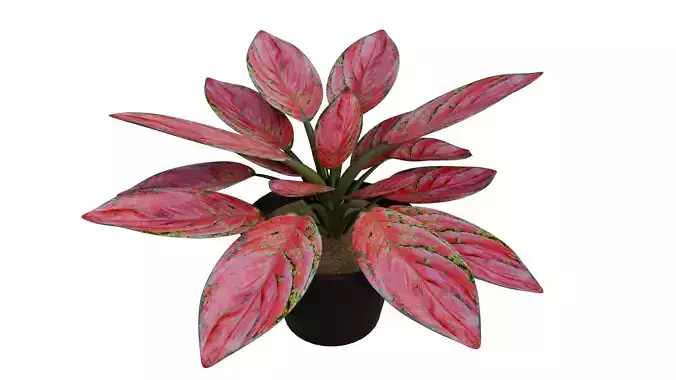 Realistic Aglaonema Anyamanee