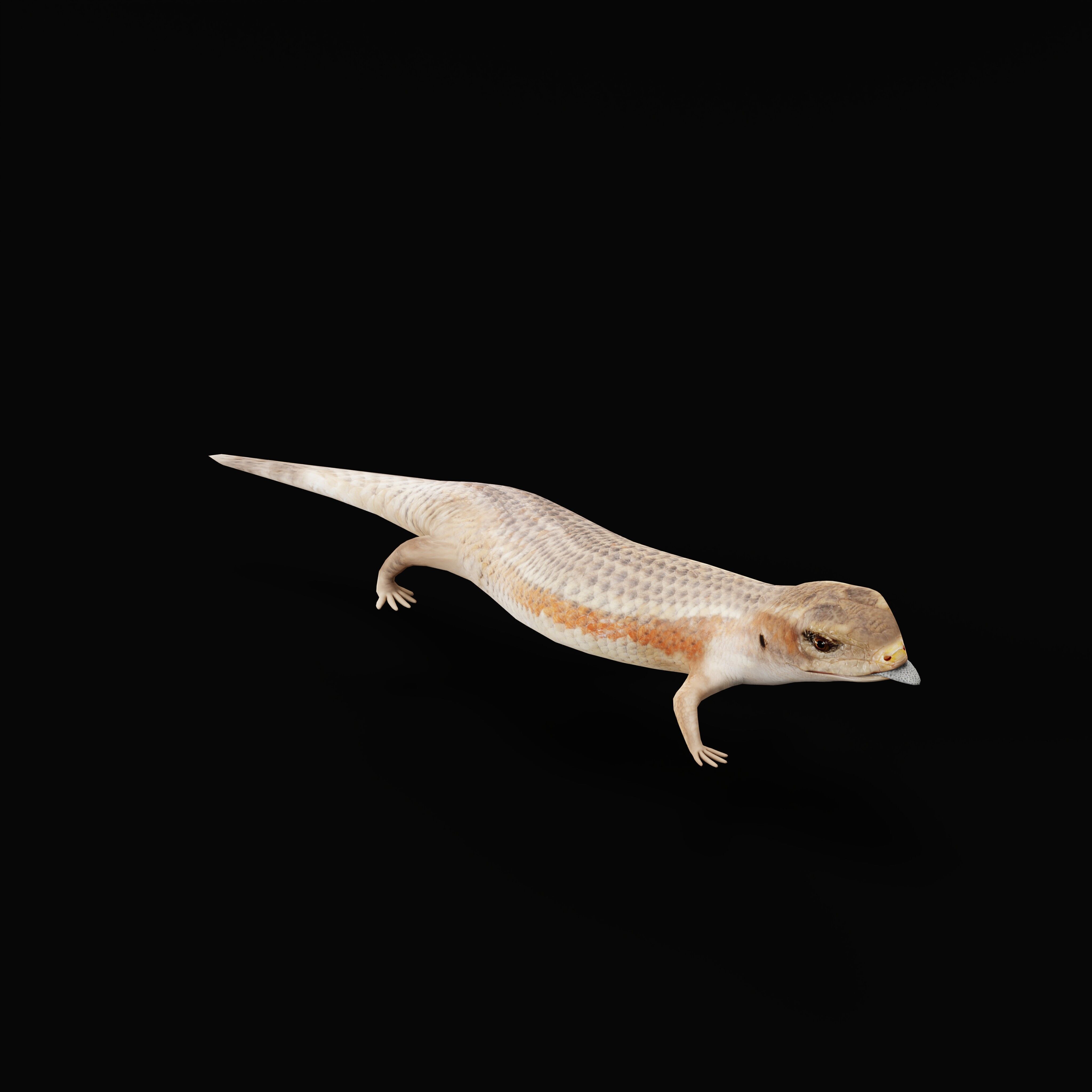 Blue Tongued Skink Low-poly 3D model_37