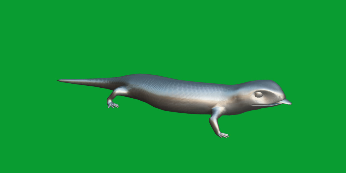 Blue Tongued Skink Low-poly 3D model_11