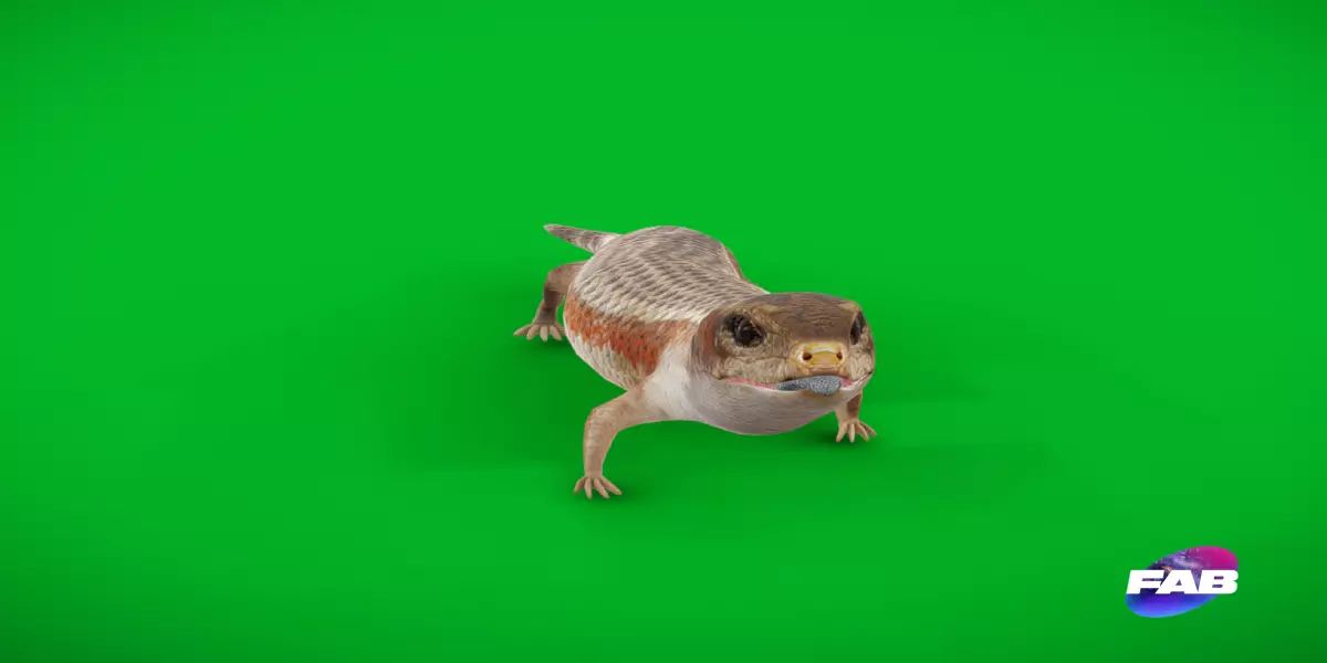 Blue Tongued Skink Low-poly 3D model_0
