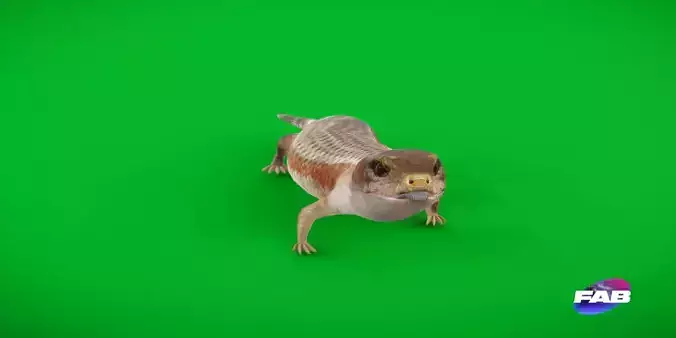 Blue Tongued Skink Low-poly 3D model