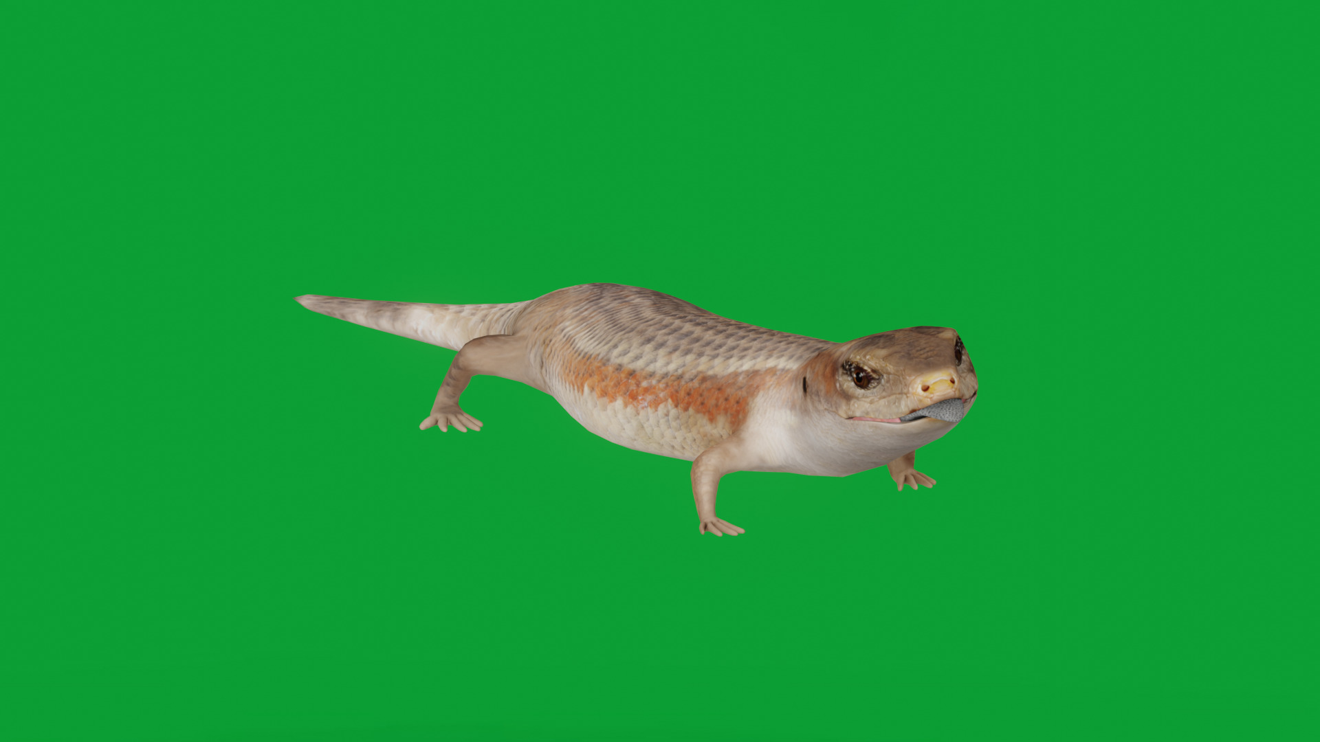 Blue Tongued Skink Low-poly 3D model_30