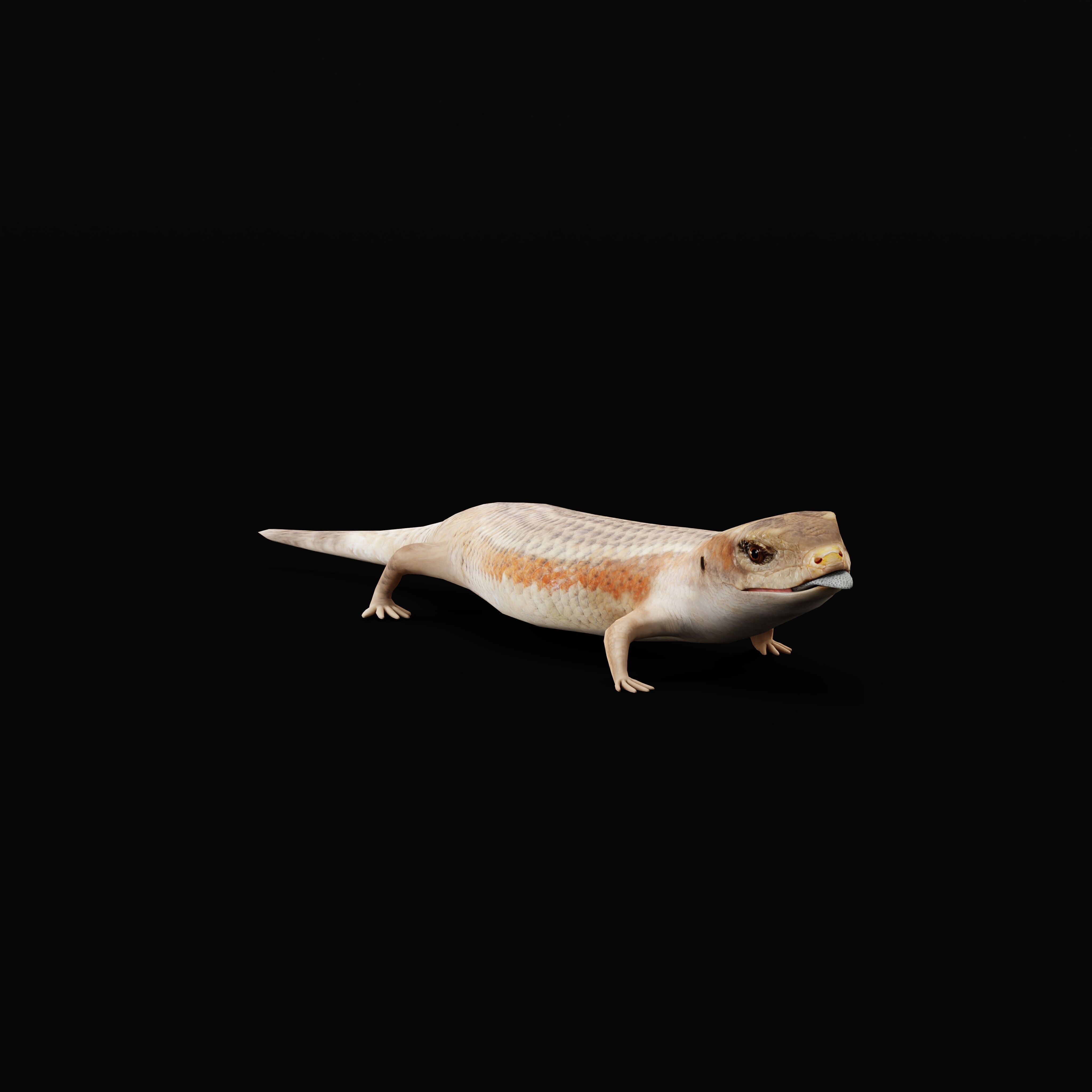 Blue Tongued Skink Low-poly 3D model_35