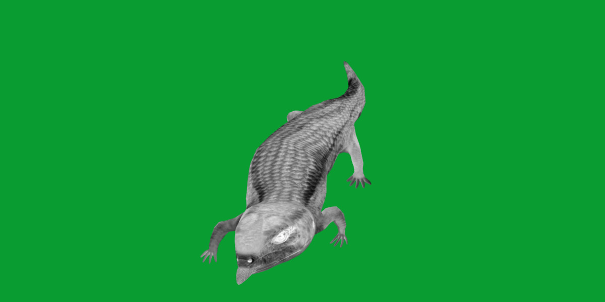 Blue Tongued Skink Low-poly 3D model_8
