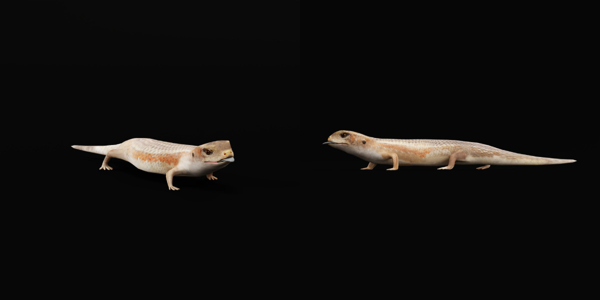 Blue Tongued Skink Low-poly 3D model_4