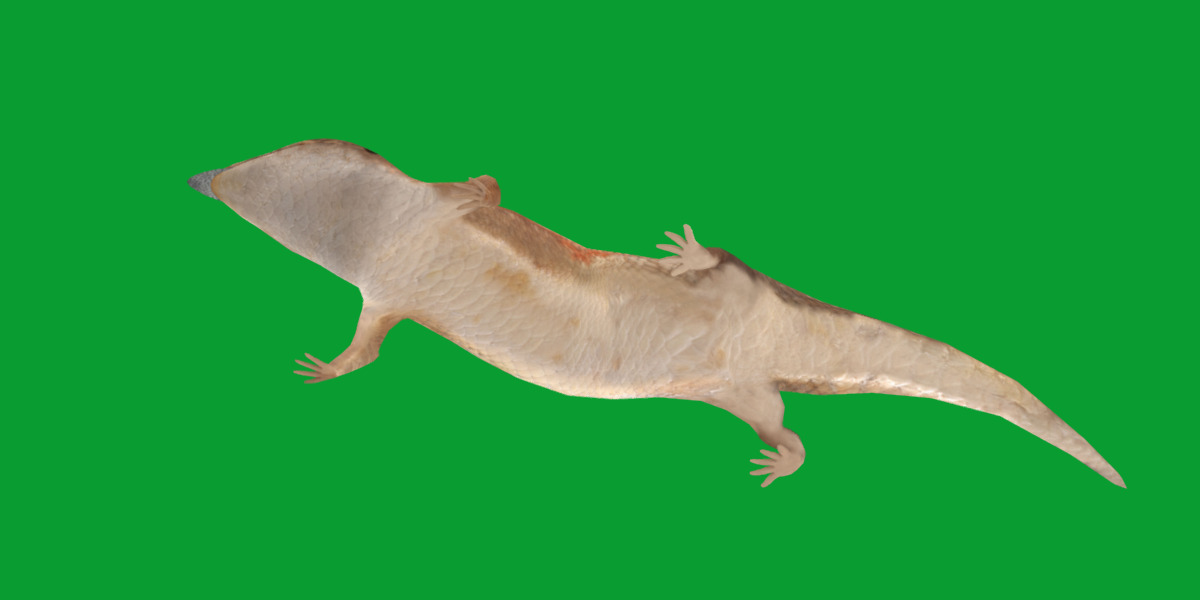 Blue Tongued Skink Low-poly 3D model_20