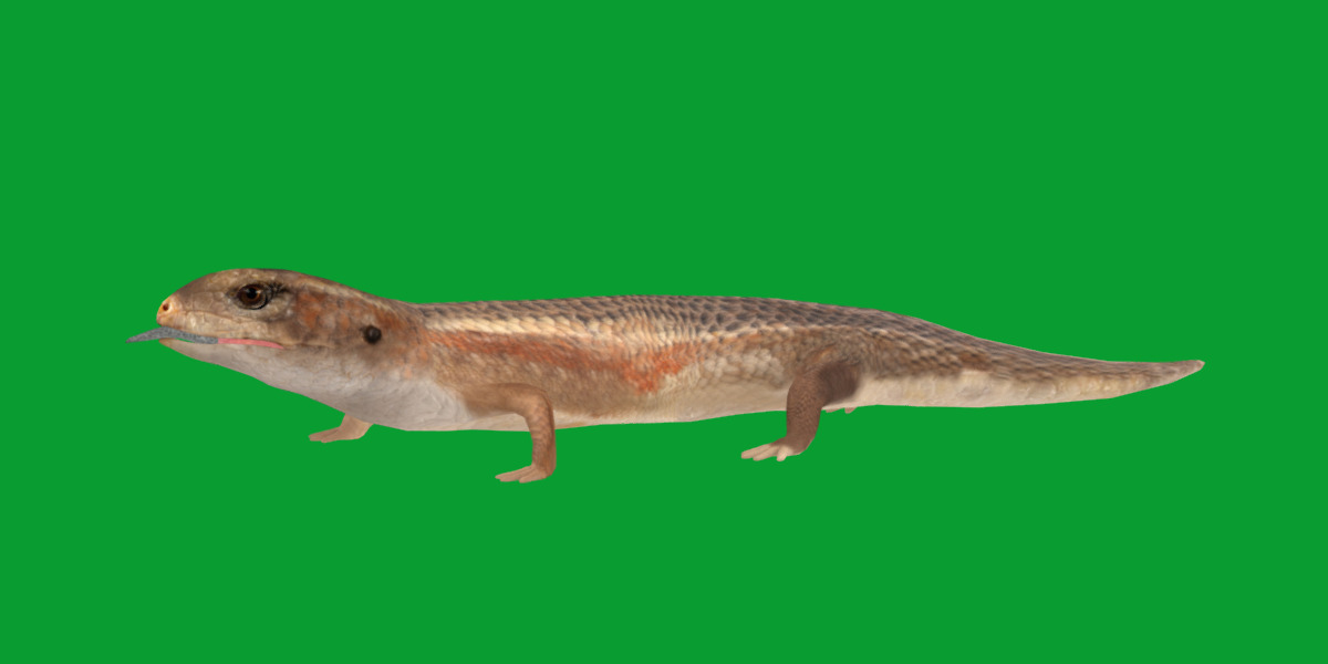 Blue Tongued Skink Low-poly 3D model_25