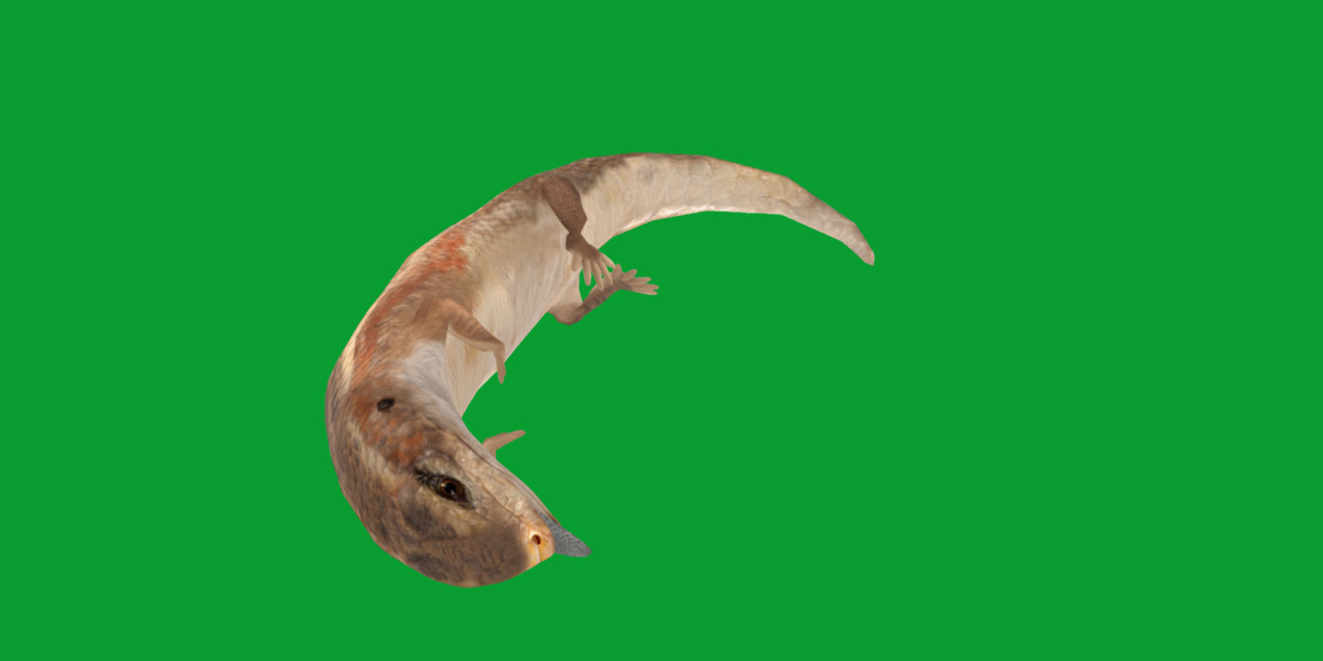 Blue Tongued Skink Low-poly 3D model_28