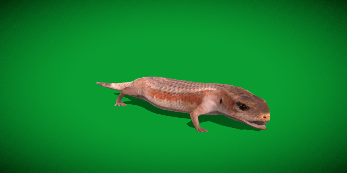 Blue Tongued Skink Low-poly 3D model_3